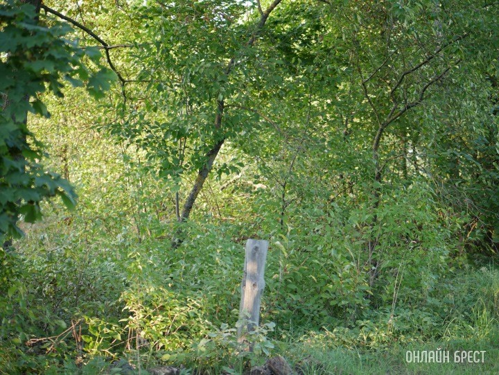 Фото носит иллюстративный характер