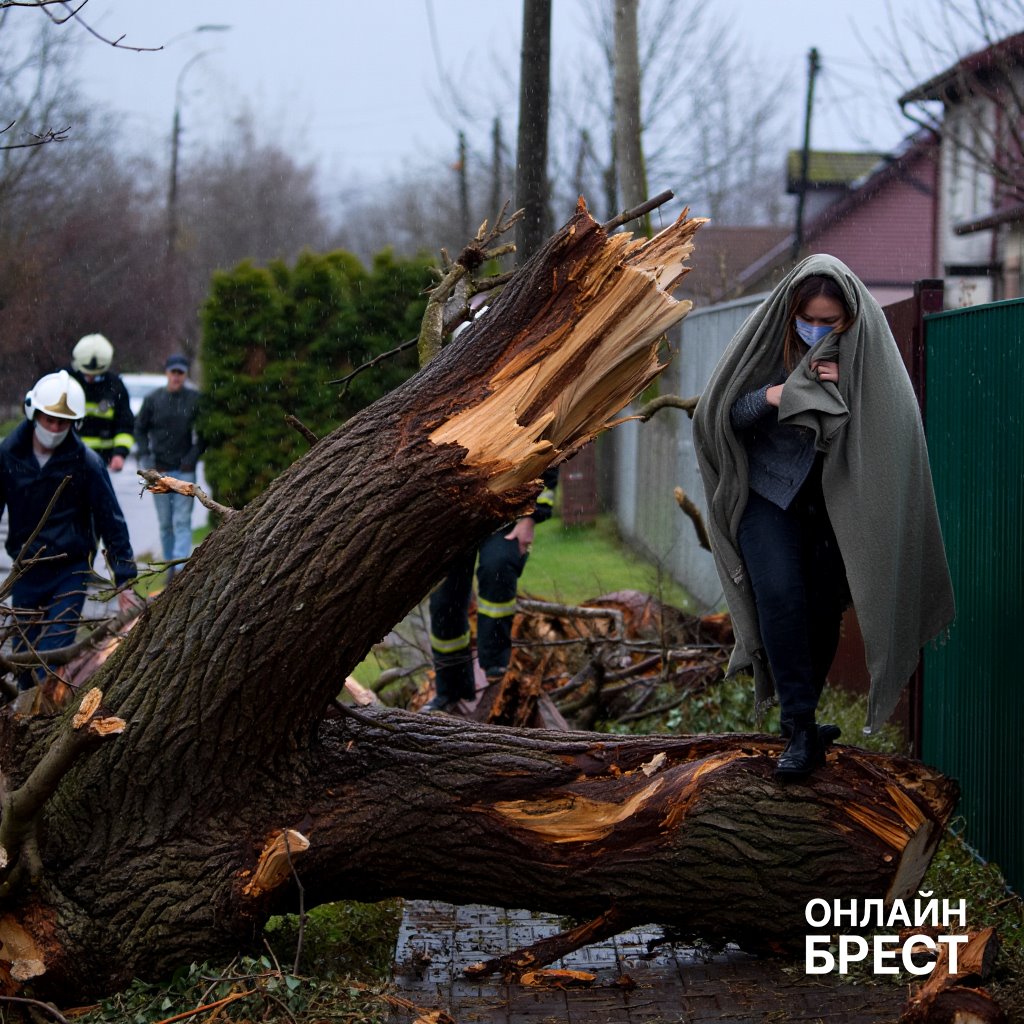 В Могилеве во время непогоды женщину убило деревом