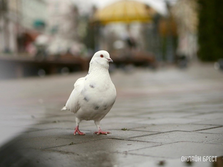 В Беларуси впервые объявили сразу трех птиц года