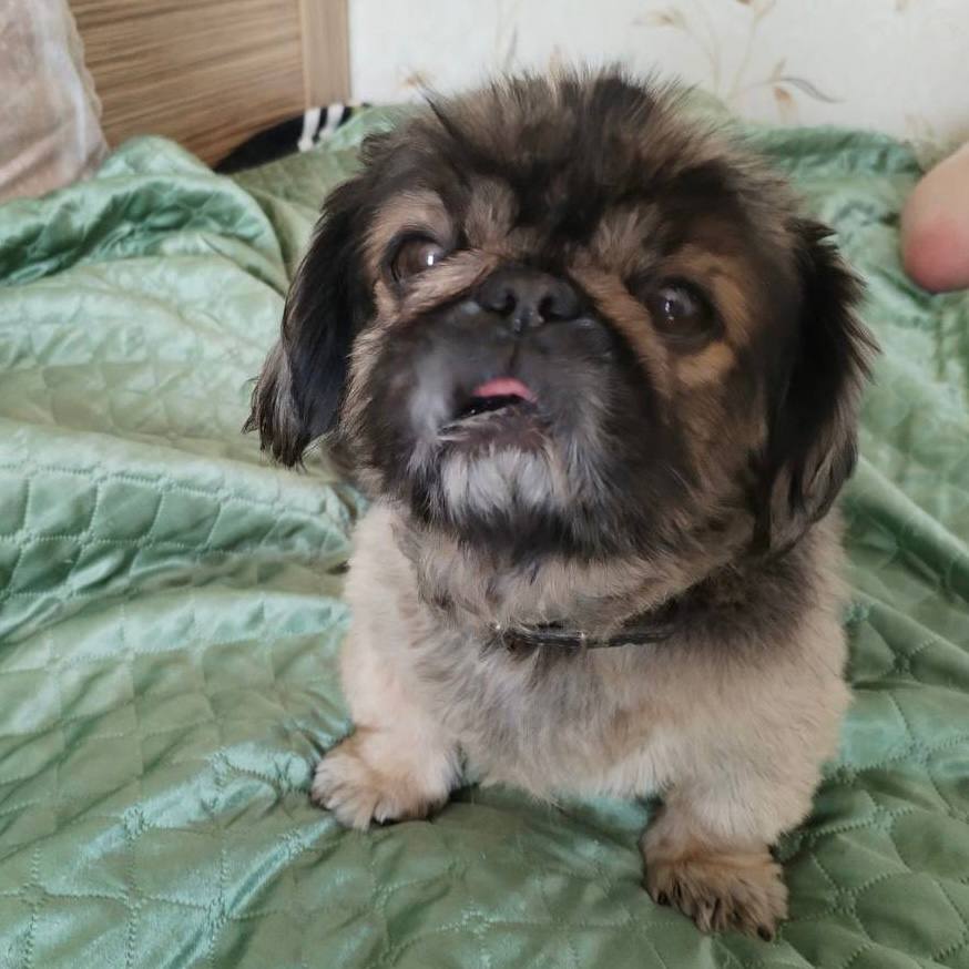 В Брестской области 9-летний мальчик ударил несколько раз ногой собаку