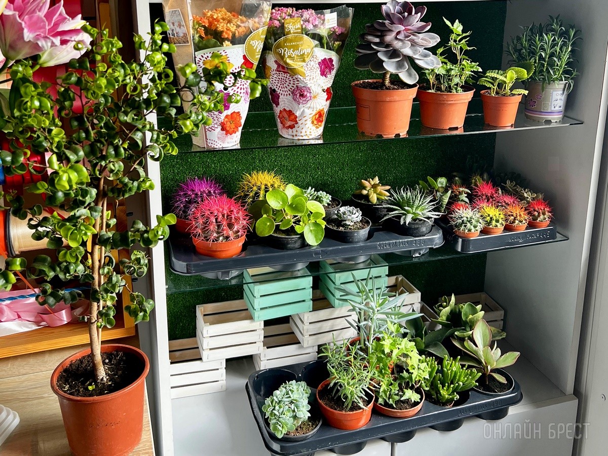 В честь открытия подарили женщинам 2500 тюльпанов! В Бресте открылась цветочная мастерская «La Buton»