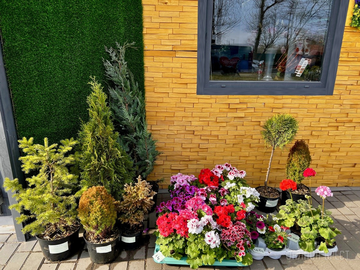 В честь открытия подарили женщинам 2500 тюльпанов! В Бресте открылась цветочная мастерская «La Buton»