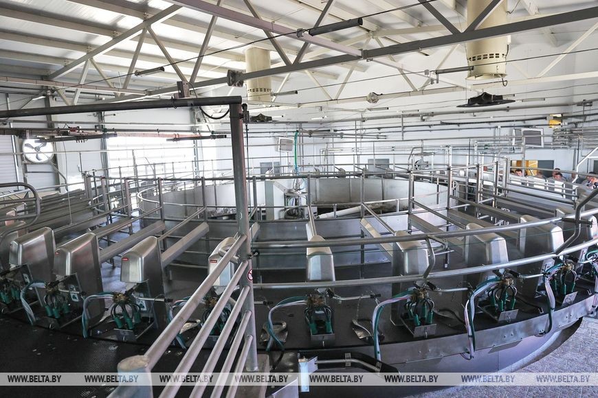 В Кобринском районе открыли современную ферму, где молоко будет только «экстра»