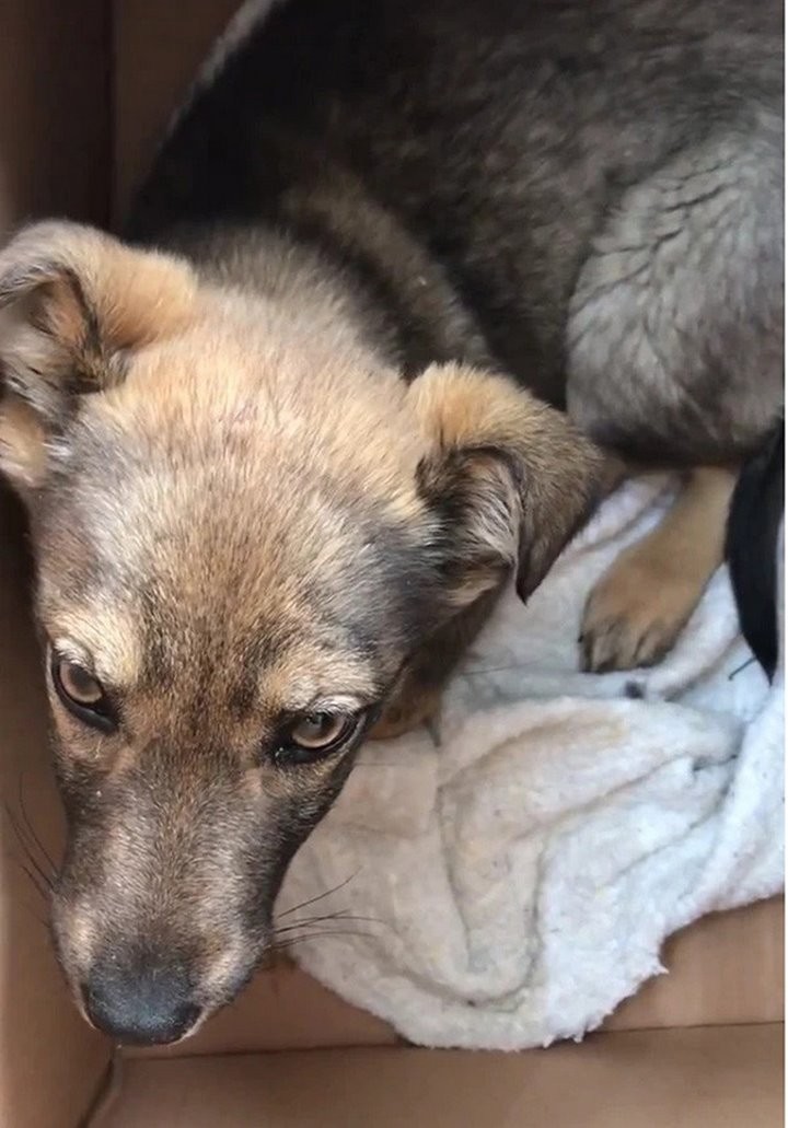 Дальнобойщик привез из Беларуси в Татарстан хвостатую «контрабанду»