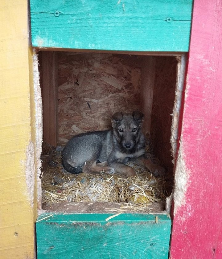 Дальнобойщик привез из Беларуси в Татарстан хвостатую «контрабанду»