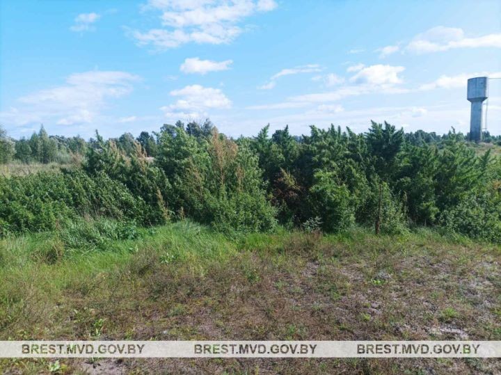 В Пинском районе уничтожили плантацию конопли