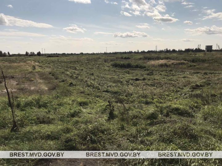 В Пинском районе уничтожили плантацию конопли