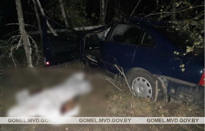 44-летний водитель погиб в ДТП с лосем на автодороге Р-30