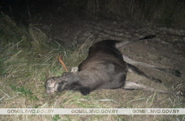 44-летний водитель погиб в ДТП с лосем на автодороге Р-30