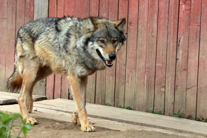 В Беларуси работник лесхоза спас жителей деревни от агрессивного волка