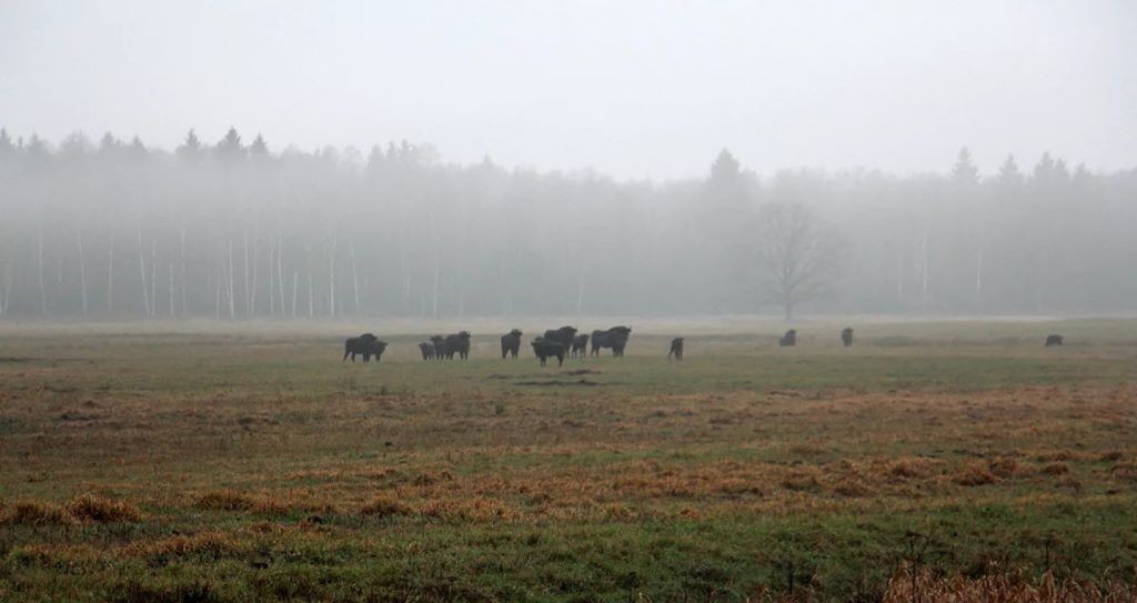 Названа стоимость охоты на зубра в Беларуси