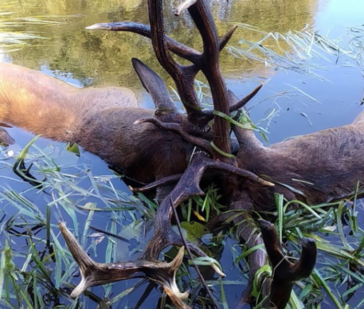 Во время поединка в Березинском заповеднике погибли два оленя