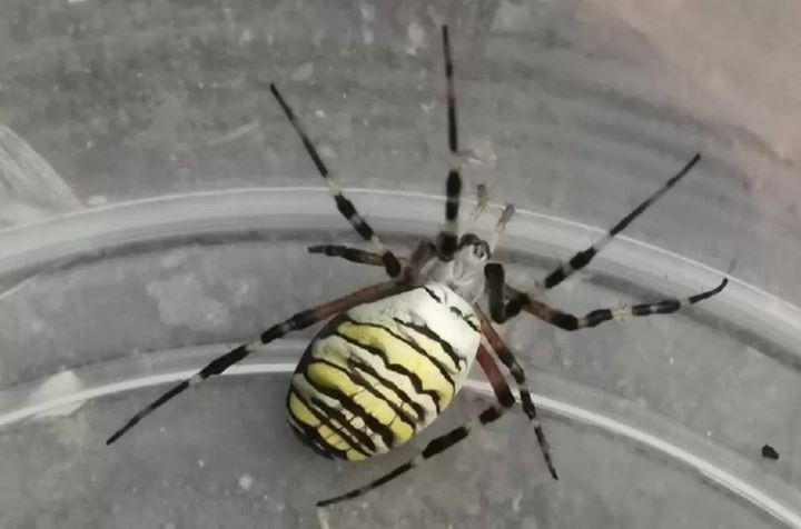 Богомол пришел всерьез и надолго, а белая куропатка с болот улетела: эколог рассказал, как меняется природа Беларуси и куда делись тараканы