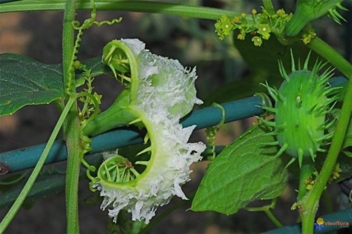 Богомол пришел всерьез и надолго, а белая куропатка с болот улетела: эколог рассказал, как меняется природа Беларуси и куда делись тараканы