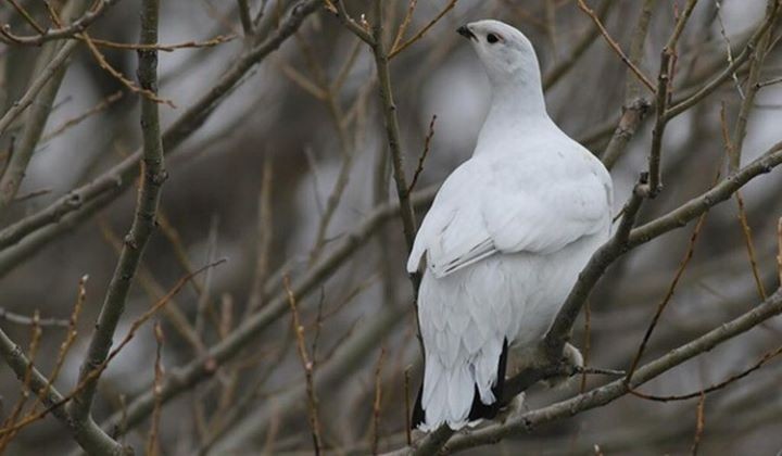 Богомол пришел всерьез и надолго, а белая куропатка с болот улетела: эколог рассказал, как меняется природа Беларуси и куда делись тараканы