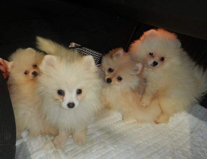 Польские таможенники предотвратили контрабанду шпицев в пункте пропуска «Тересполь»