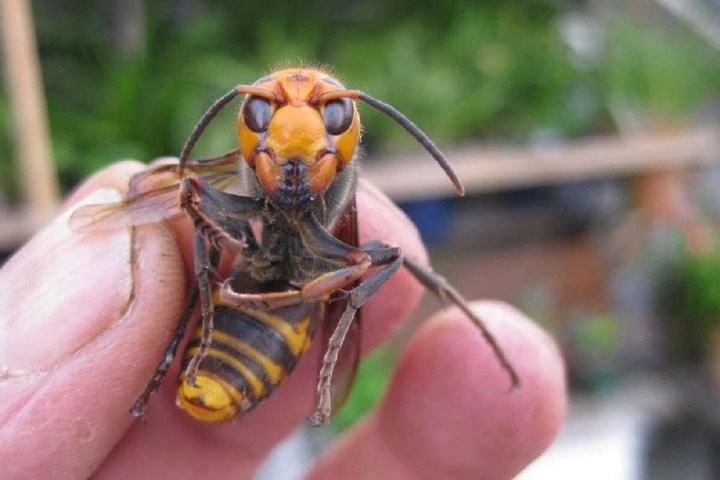 История о том, как в Брестской области шершни атаковали мужчину