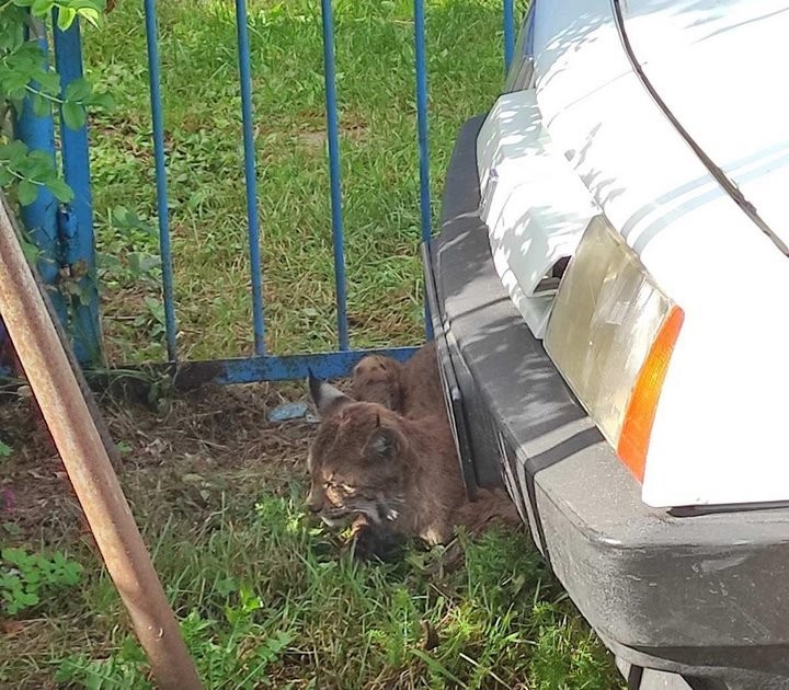 В Беларуси рысь напала на людей