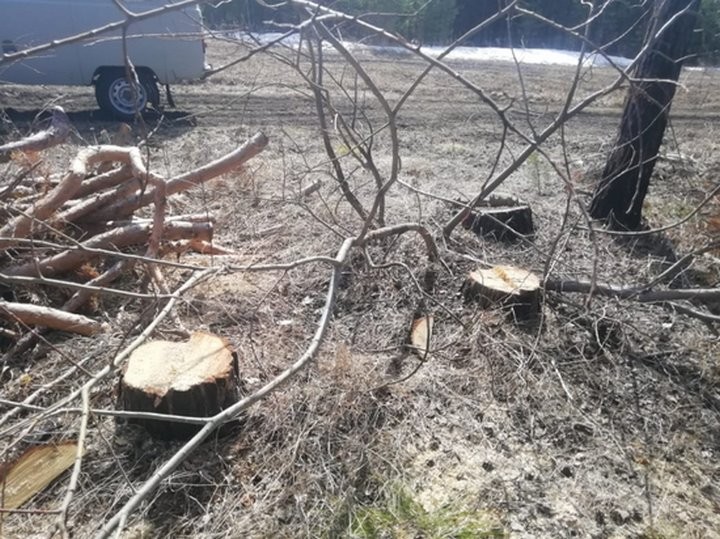 Ущерб 2,4 тысячи рублей. Жителя Лунинецкого района наказали за порубку деревьев