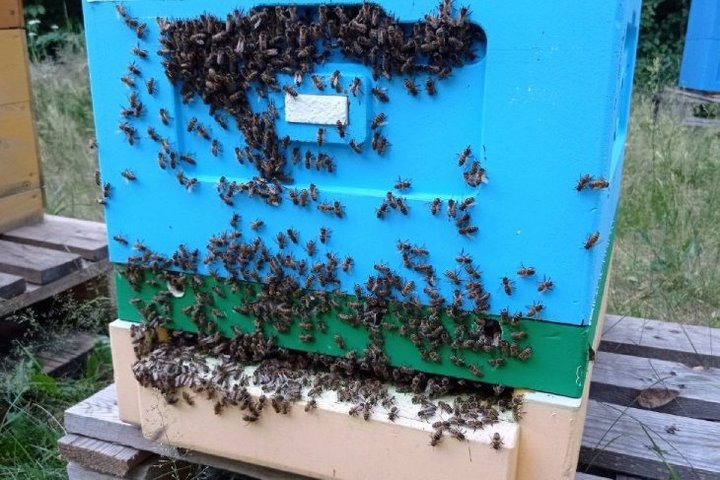 Увлечение родом из детства: как пчеловод из Кобрина продолжает дело родителей