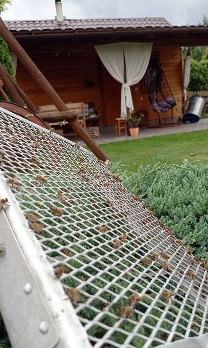 Увлечение родом из детства: как пчеловод из Кобрина продолжает дело родителей