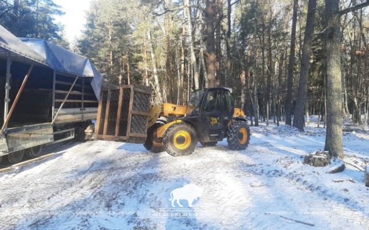 Из Беловежской пущи в Ивьевский район переселили 20 благородных оленей