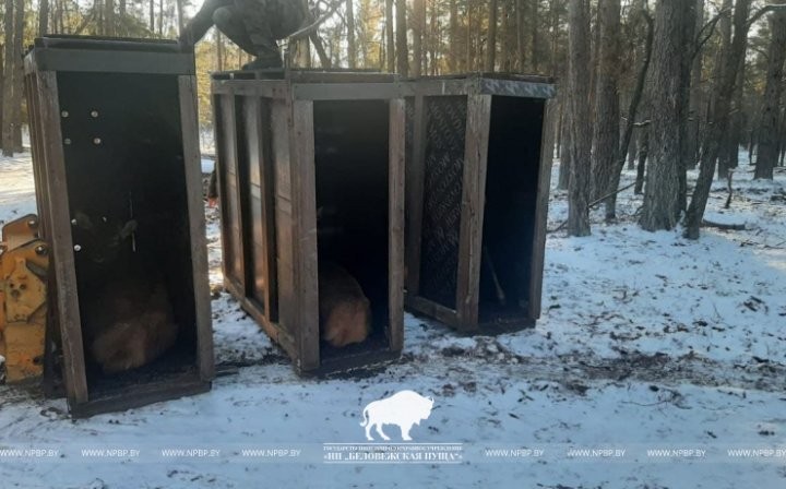 Из Беловежской пущи в Ивьевский район переселили 20 благородных оленей