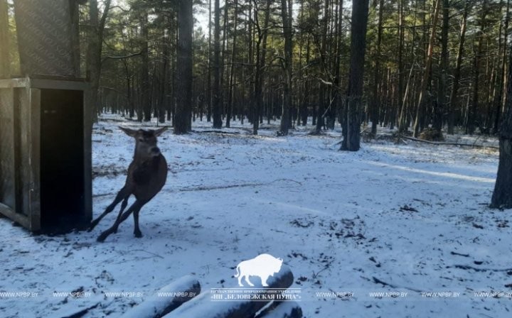 Из Беловежской пущи в Ивьевский район переселили 20 благородных оленей