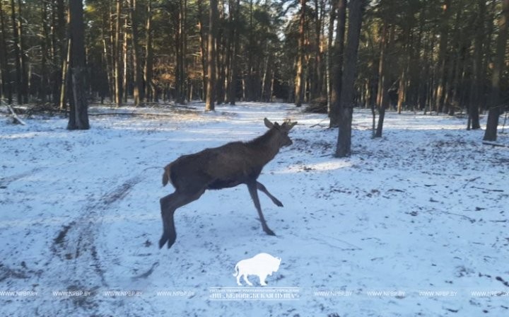 Из Беловежской пущи в Ивьевский район переселили 20 благородных оленей