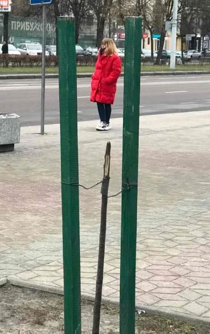 Вандалы «добрались» до деревьев, которые недавно высадили на Машерова в Бресте