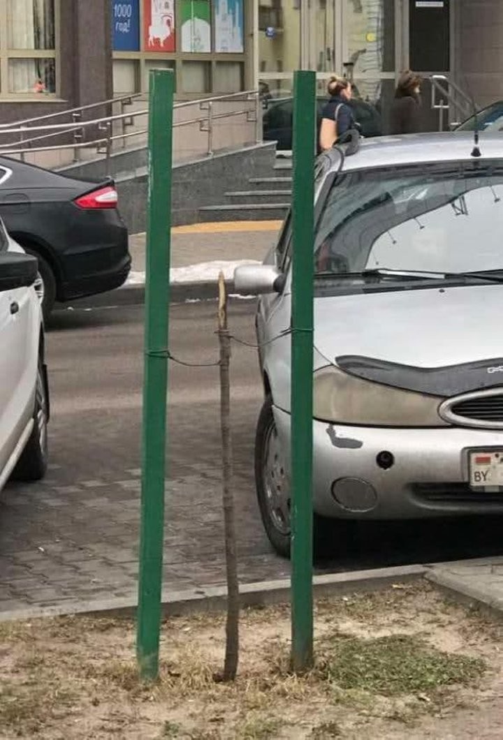 Вандалы «добрались» до деревьев, которые недавно высадили на Машерова в Бресте