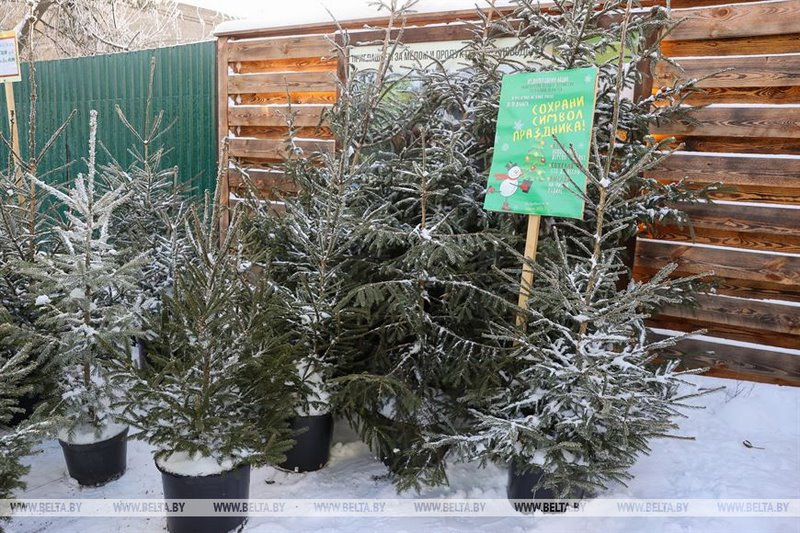 В Бресте купить живые елки можно в центре города и в микрорайонах