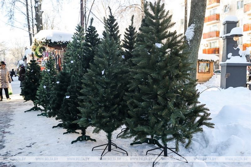В Бресте купить живые елки можно в центре города и в микрорайонах