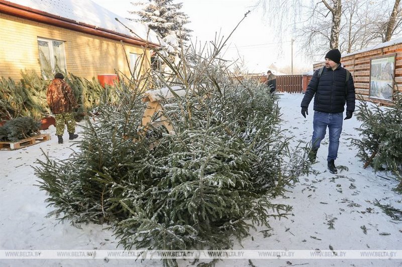 В Бресте купить живые елки можно в центре города и в микрорайонах