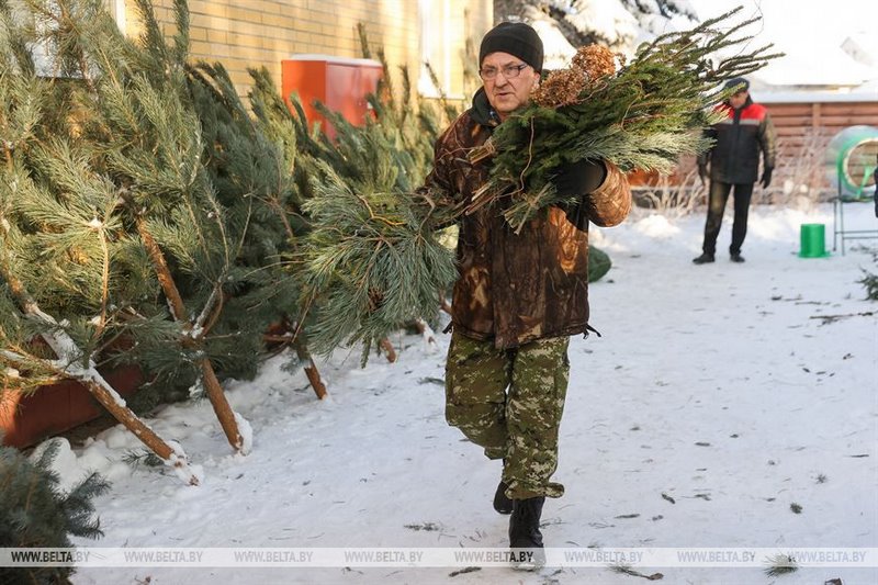 В Бресте купить живые елки можно в центре города и в микрорайонах