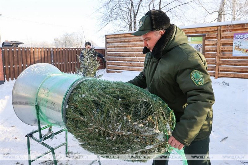 В Бресте купить живые елки можно в центре города и в микрорайонах