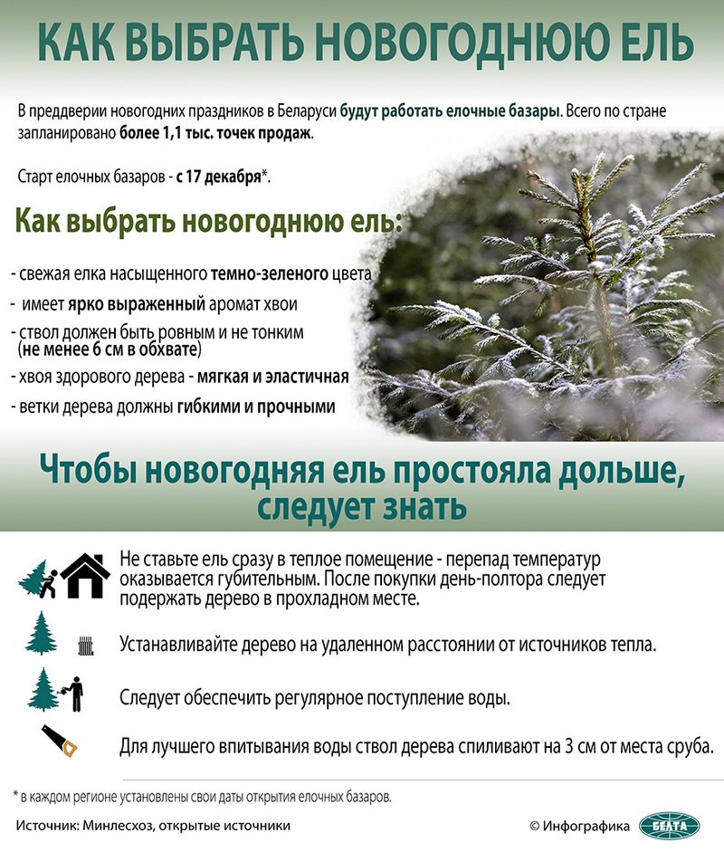 В Бресте купить живые елки можно в центре города и в микрорайонах