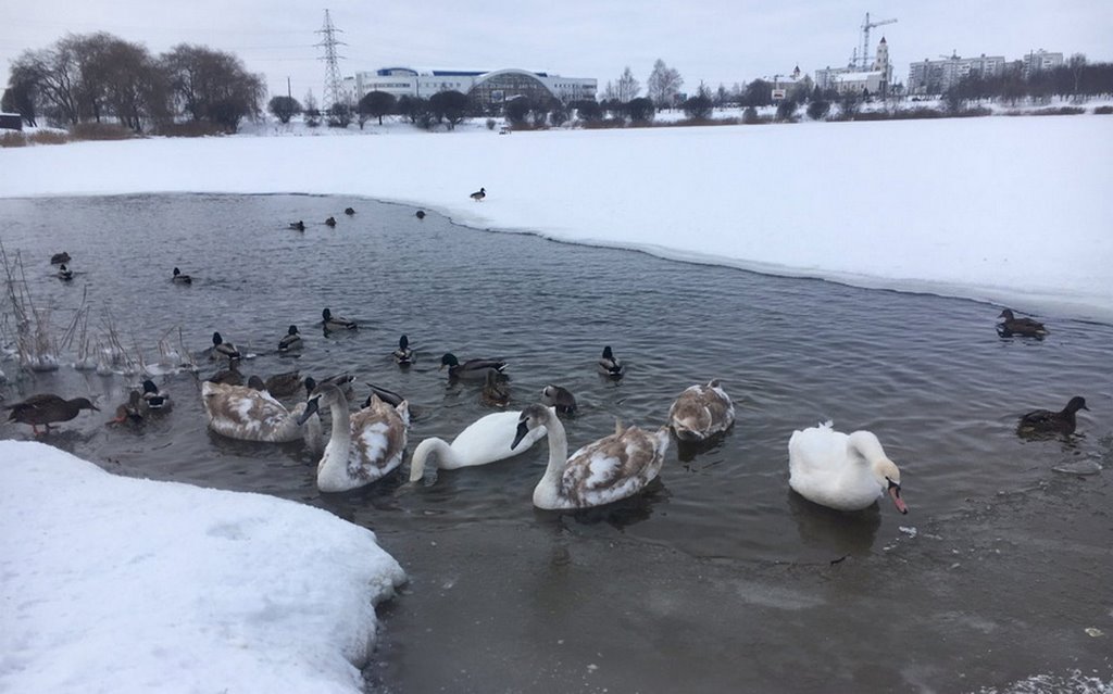 В Барановичах лебеди не поделили полынью