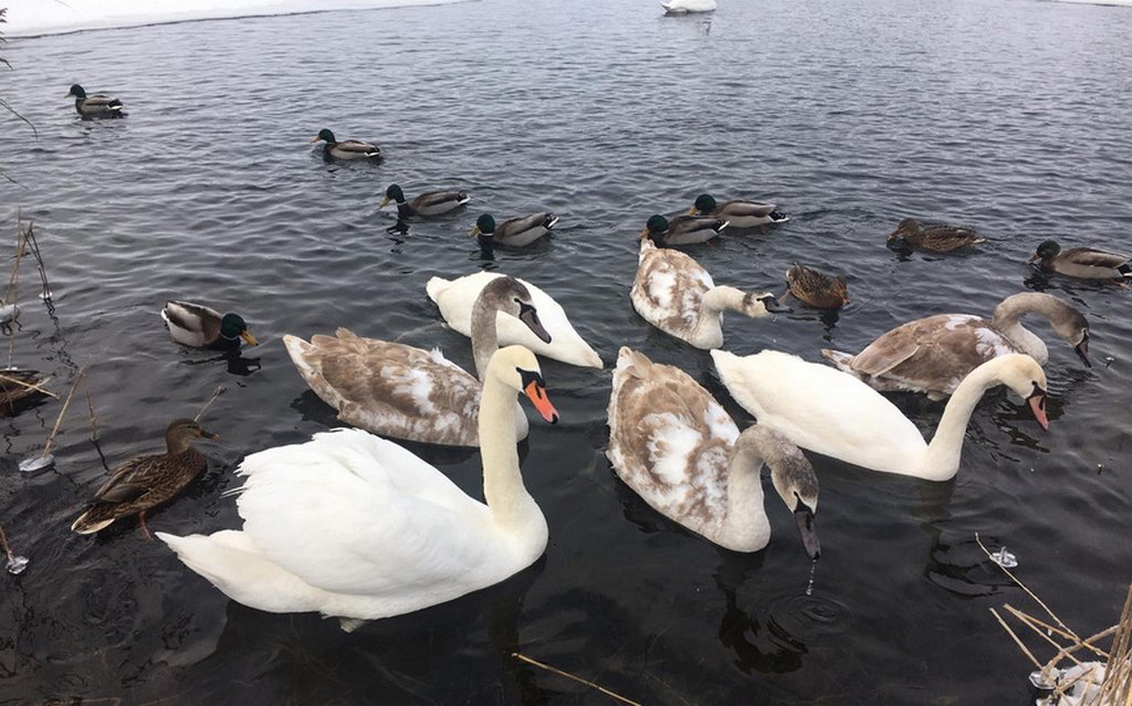 В Барановичах лебеди не поделили полынью