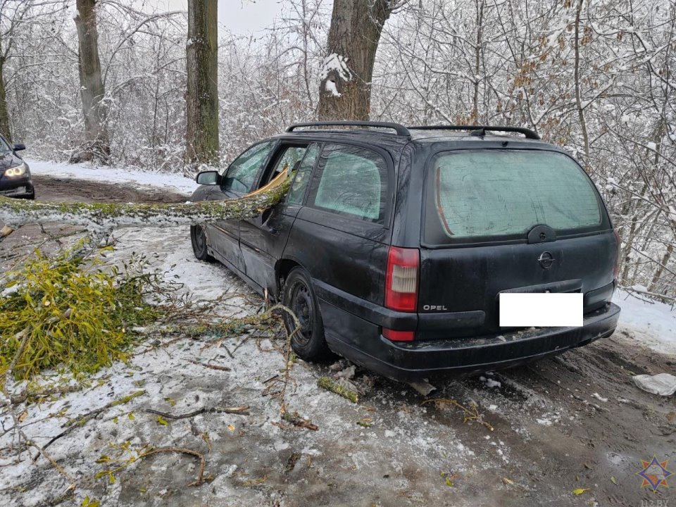 В Бресте в результате падения деревьев повреждено пять машин