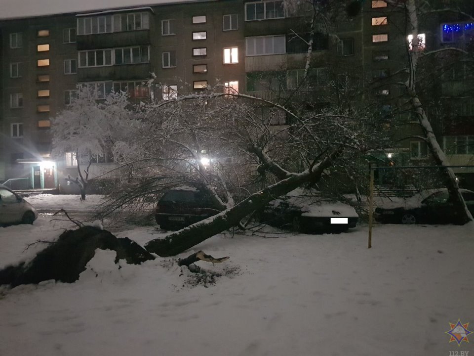 В Бресте в результате падения деревьев повреждено пять машин