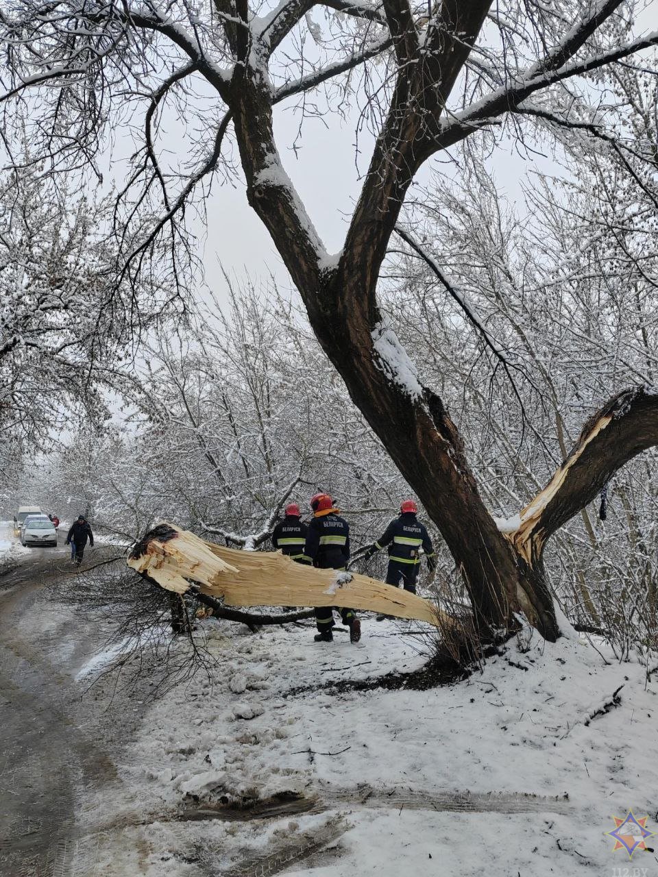 В Бресте в результате падения деревьев повреждено пять машин