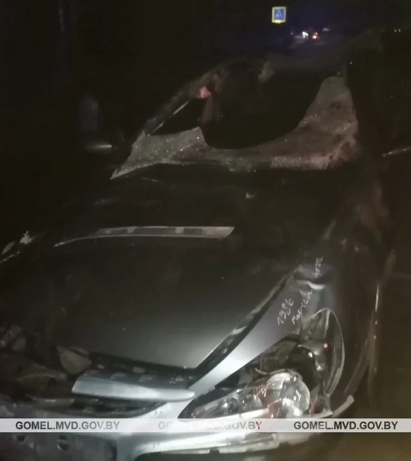 В Беларуси лось проломил крышу ехавшего Peugeot – в больнице два человека