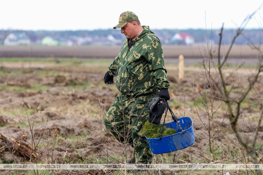 Более 15 тыс. жителей Брестской области поддержали акцию «Неделя леса»