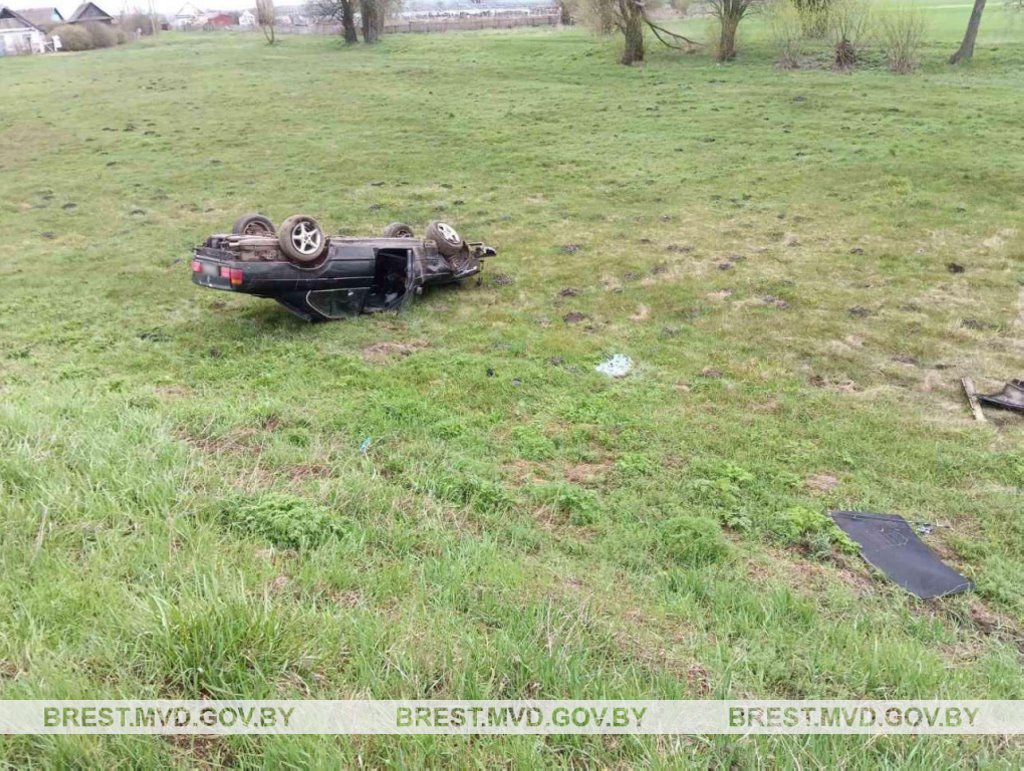 Лось выбежал на дорогу перед BMW в Брестской области