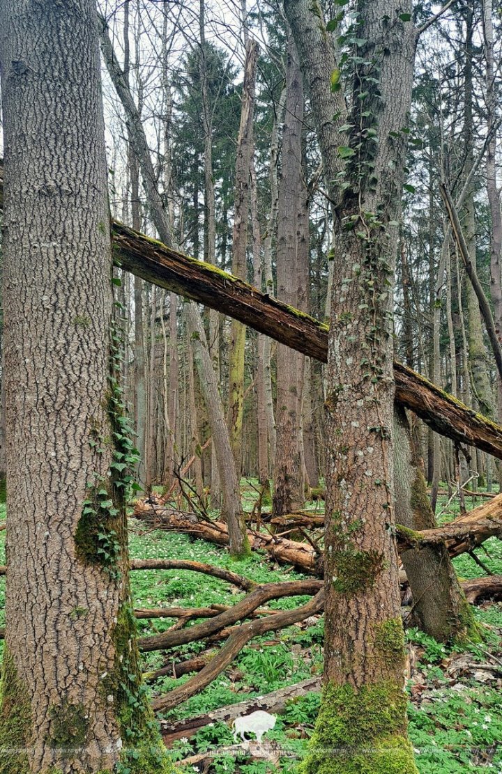 Редкий плющ нашли на южной окраине Беловежской пущи