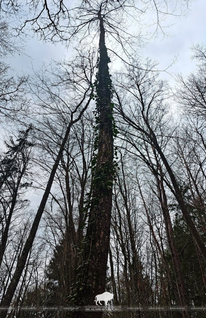 Редкий плющ нашли на южной окраине Беловежской пущи