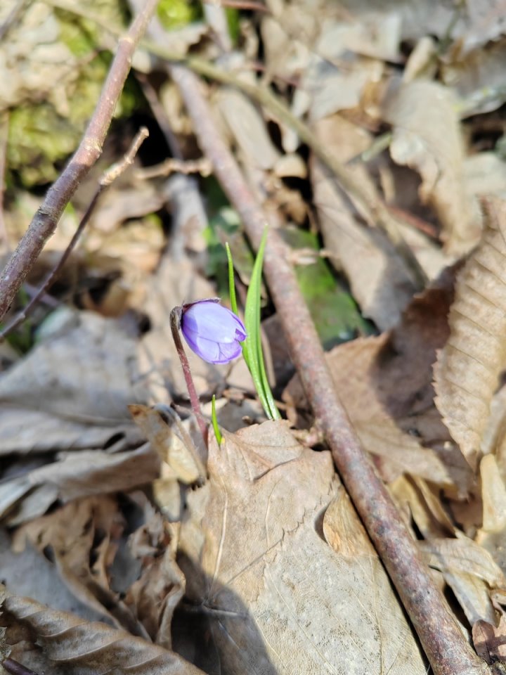 В Беловежской пуще распустились первоцветы