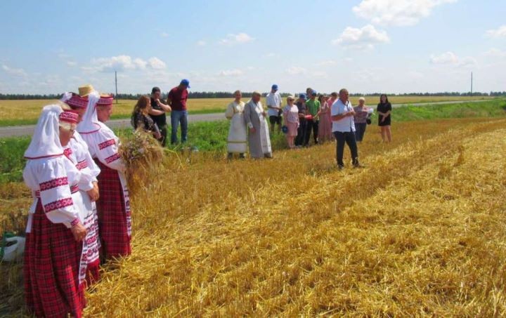 Брестская область. На поле вблизи деревни Белево прошли зажинки в «Савушкиной пуще