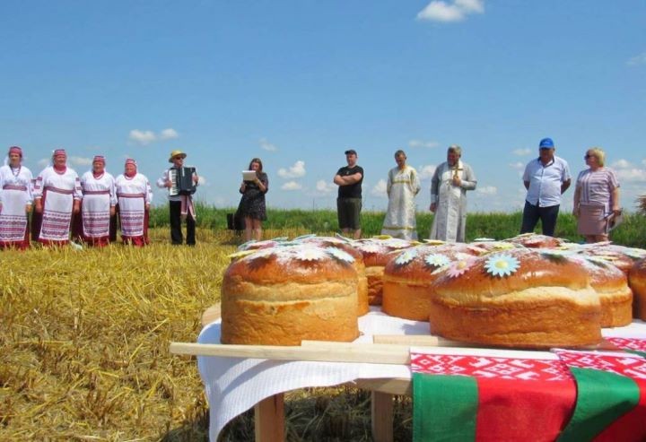 Брестская область. На поле вблизи деревни Белево прошли зажинки в «Савушкиной пуще
